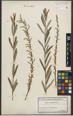 Foto von Salix purpurea L.